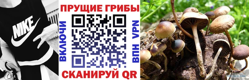 Галлюциногенные грибы Psilocybine cubensis  магазин  наркотиков  Любим 